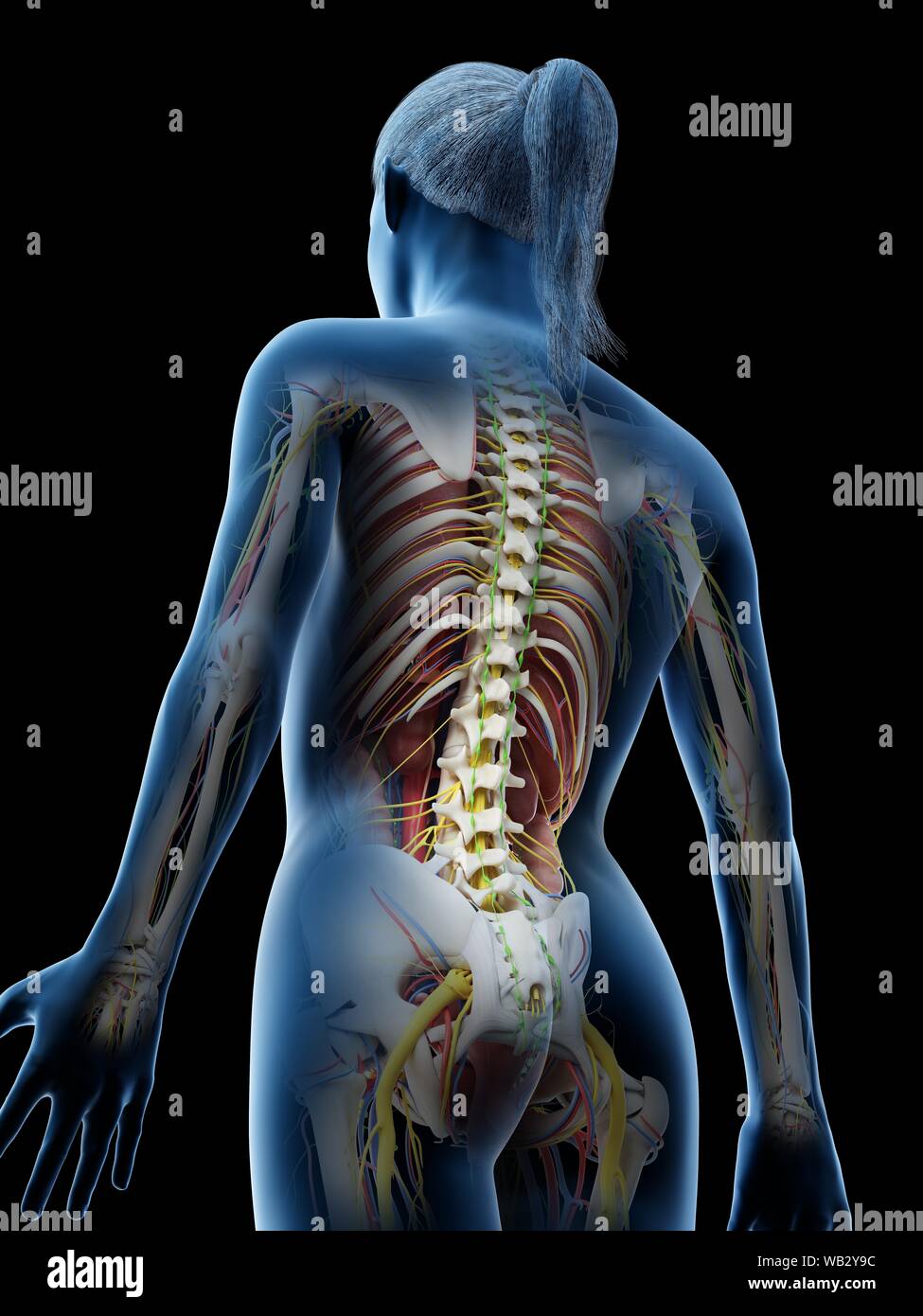 Anatomia femminile, illustrazione del computer. Foto Stock