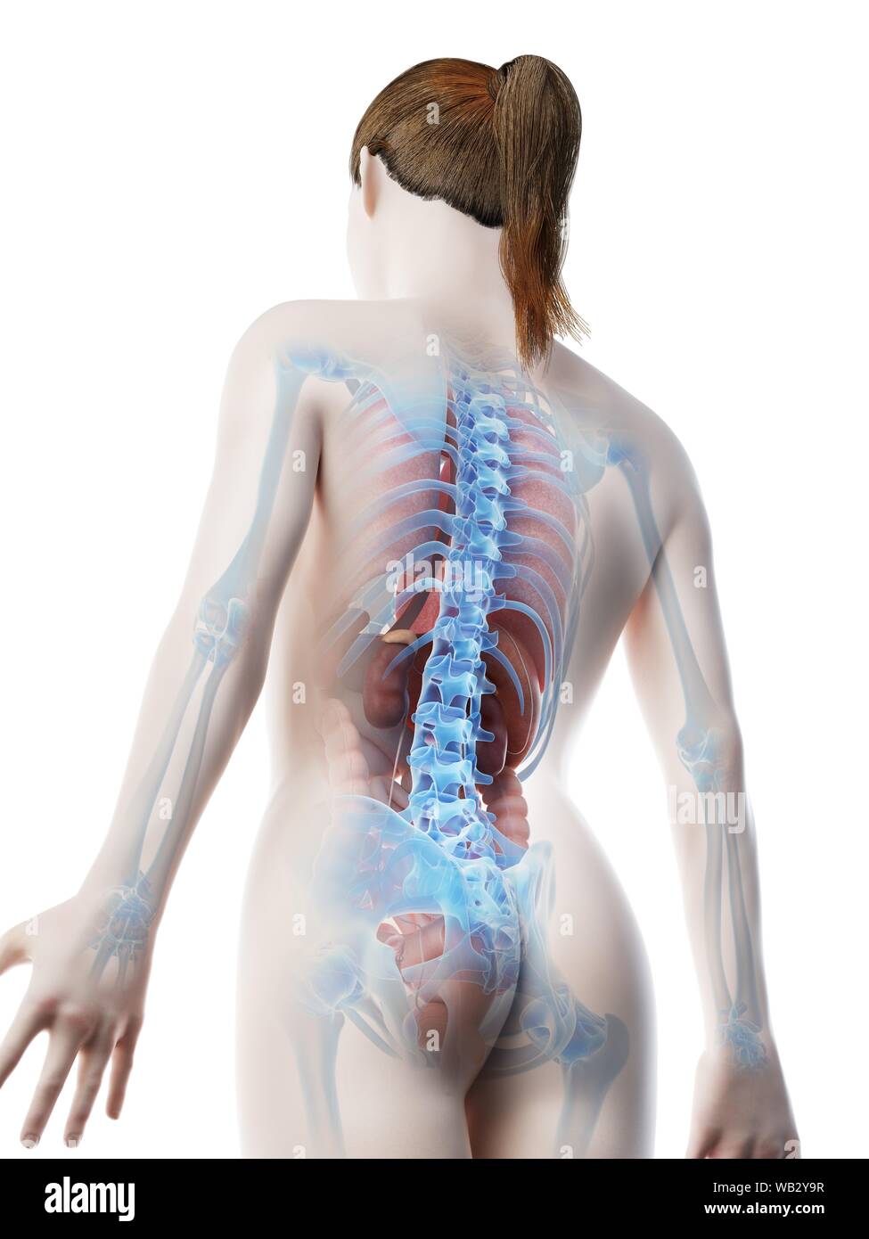 Anatomia femminile, illustrazione del computer. Foto Stock