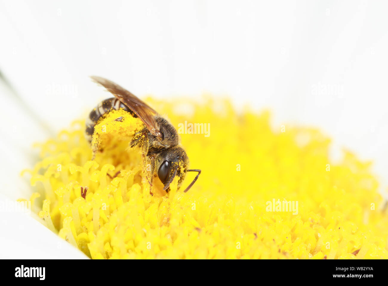 Un sudore bee raccoglie il polline, raccogliendola in cesti sulle sue zampe posteriori. Foto Stock