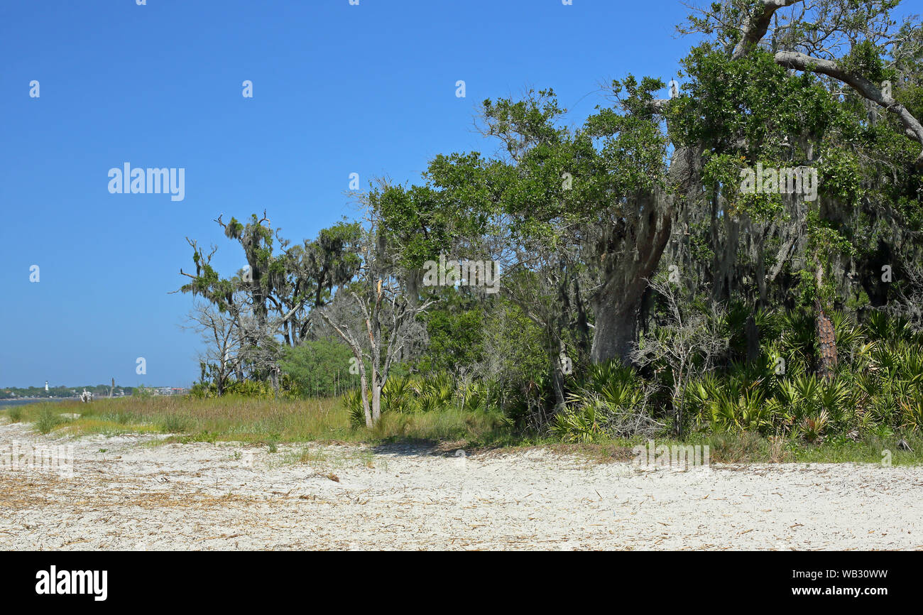 Spiaggia e alberi a Saint Simons Suono, Jekyll Island, Georgia Foto Stock