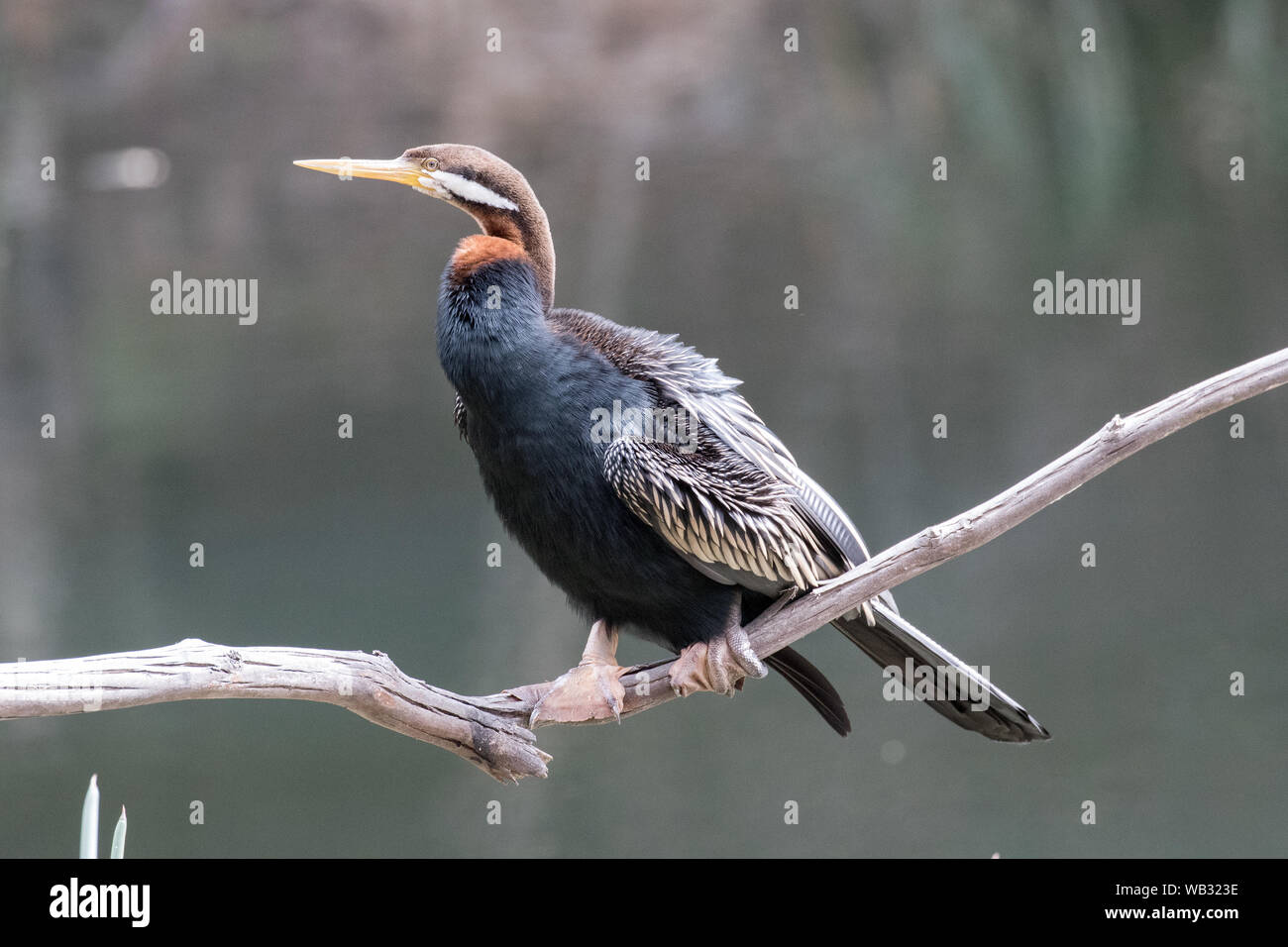 Australian Darter in appoggio sul ramo su acqua Foto Stock