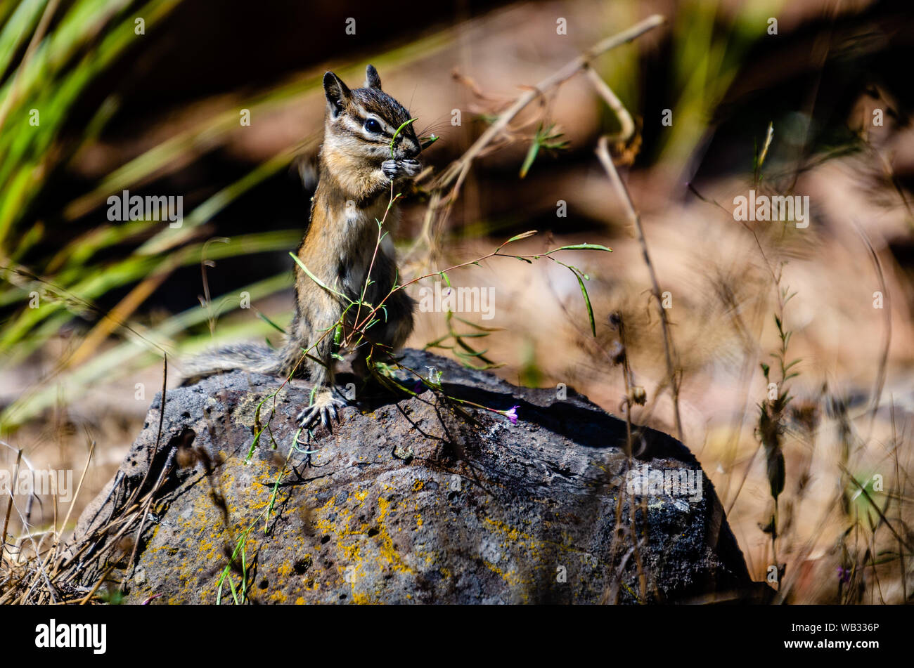 Alimentazione di Scoiattolo striado a Turnbull National Wildlife Refuge Foto Stock