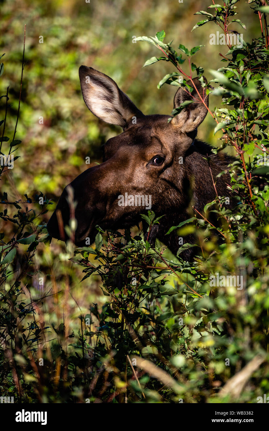 Mucca alci a Turnbull National Wildlife Refuge. Foto Stock