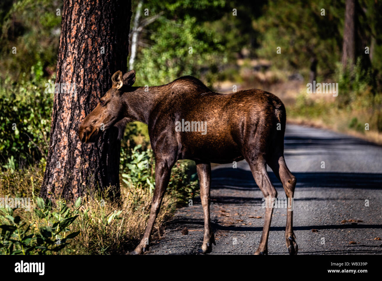 Mucca alci a Turnbull National Wildlife Refuge. Foto Stock
