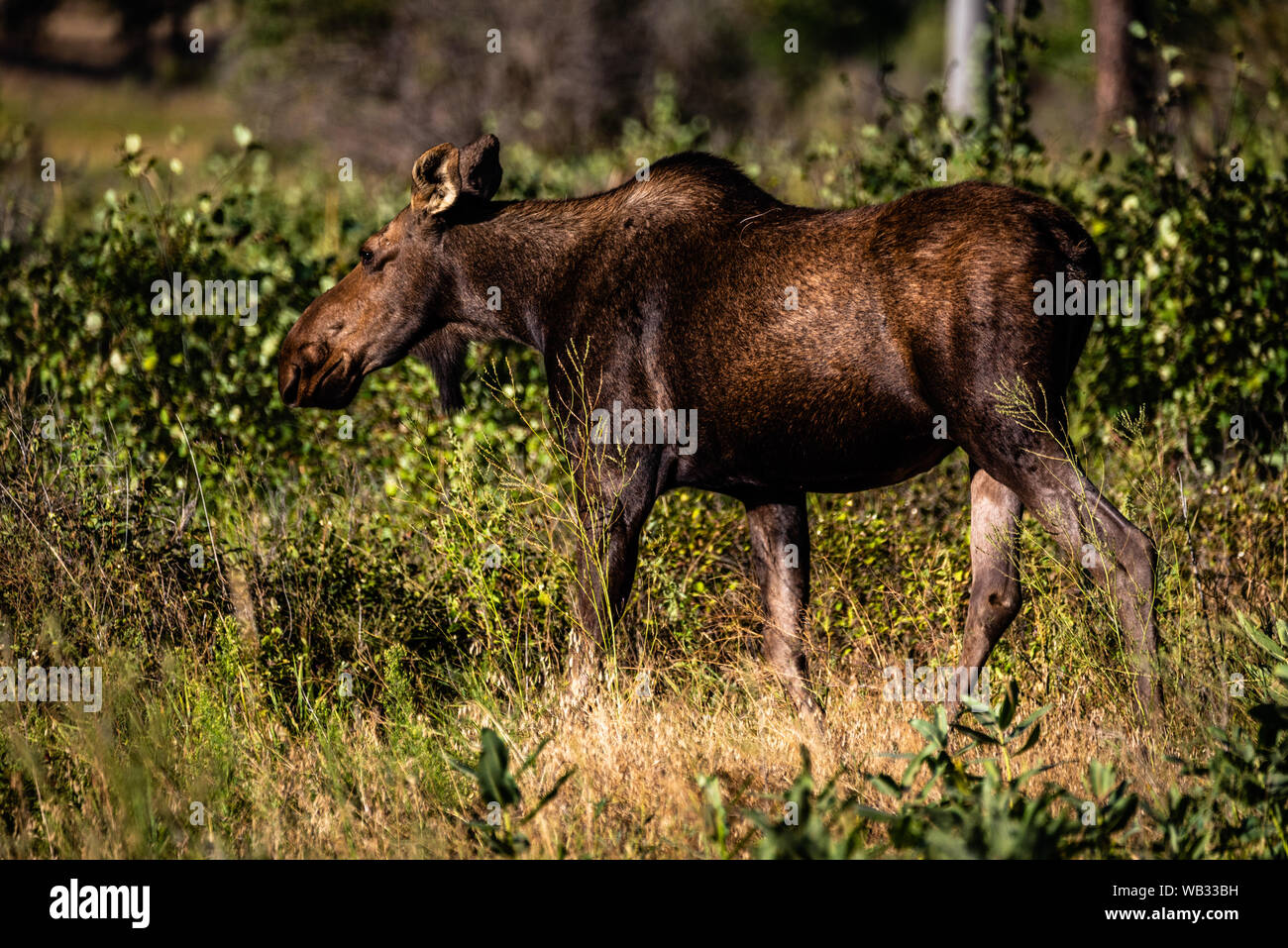 Mucca alci a Turnbull National Wildlife Refuge. Foto Stock