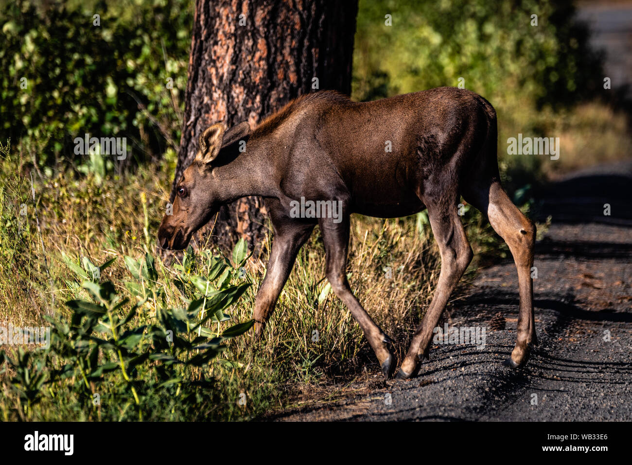 Alci in vitello Turnbull National Wildlife Refuge Foto Stock