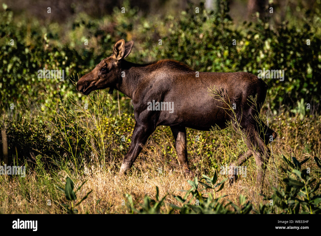 Alci in vitello Turnbull National Wildlife Refuge Foto Stock