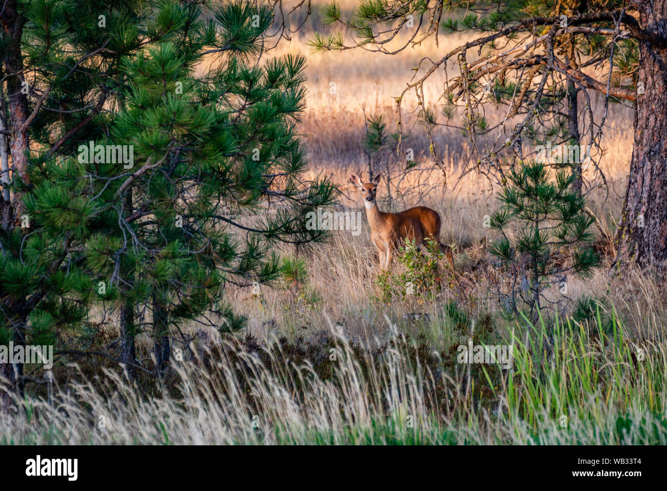 Young White-Tailed Deer a Turnbull National Wildlife Refuge Foto Stock