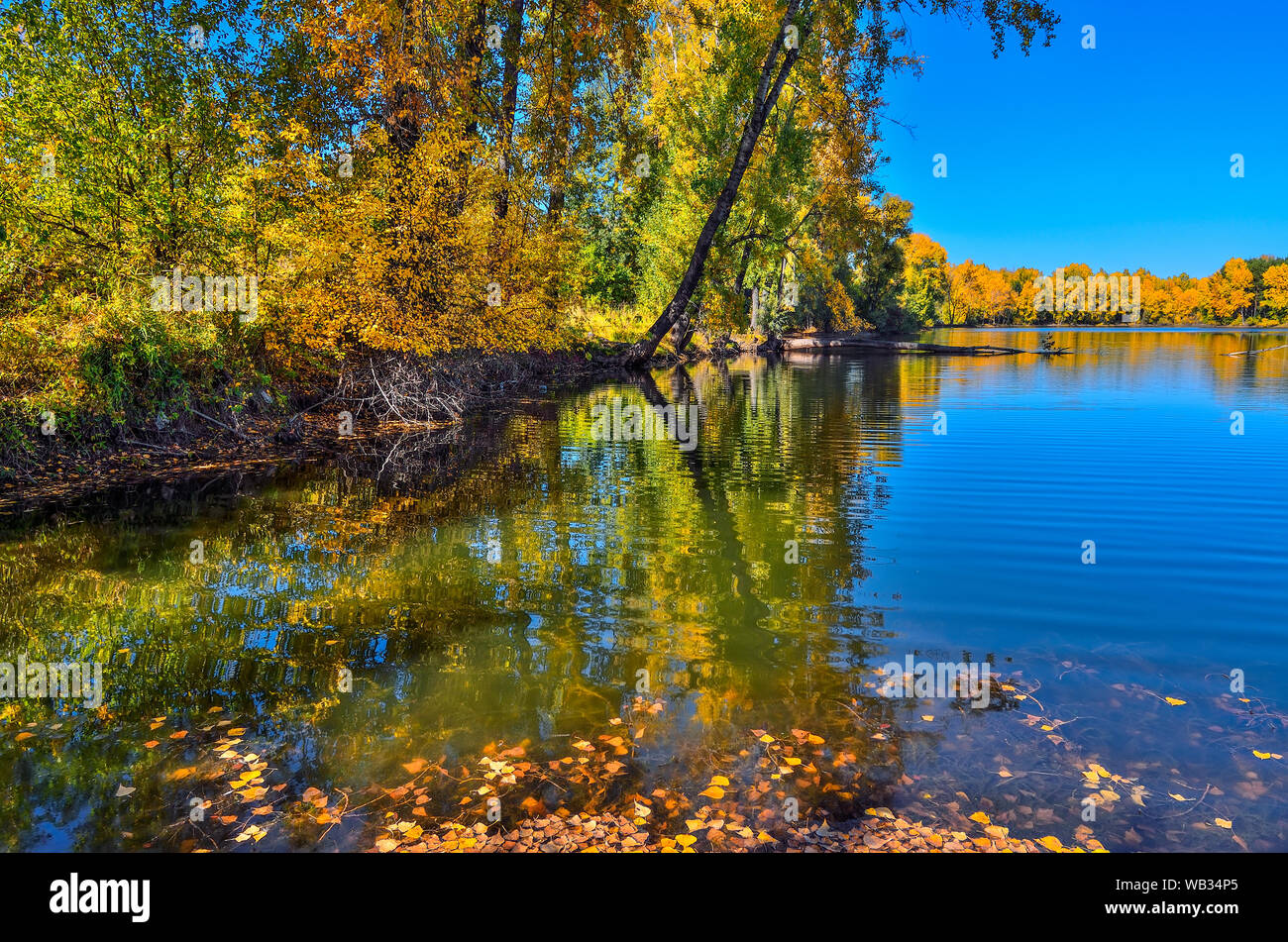 Golden fogliame di autunno alberi intorno al lago riflette in acqua blu - autunno pittoresco paesaggio a caldo e soleggiato settembre meteo con cielo blu Foto Stock