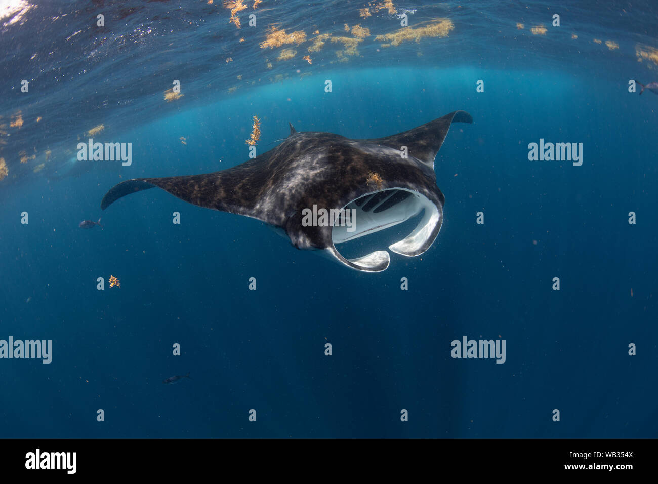 Manta Ray di testa con la bocca aperta, Isla Mujeres Messico Foto Stock