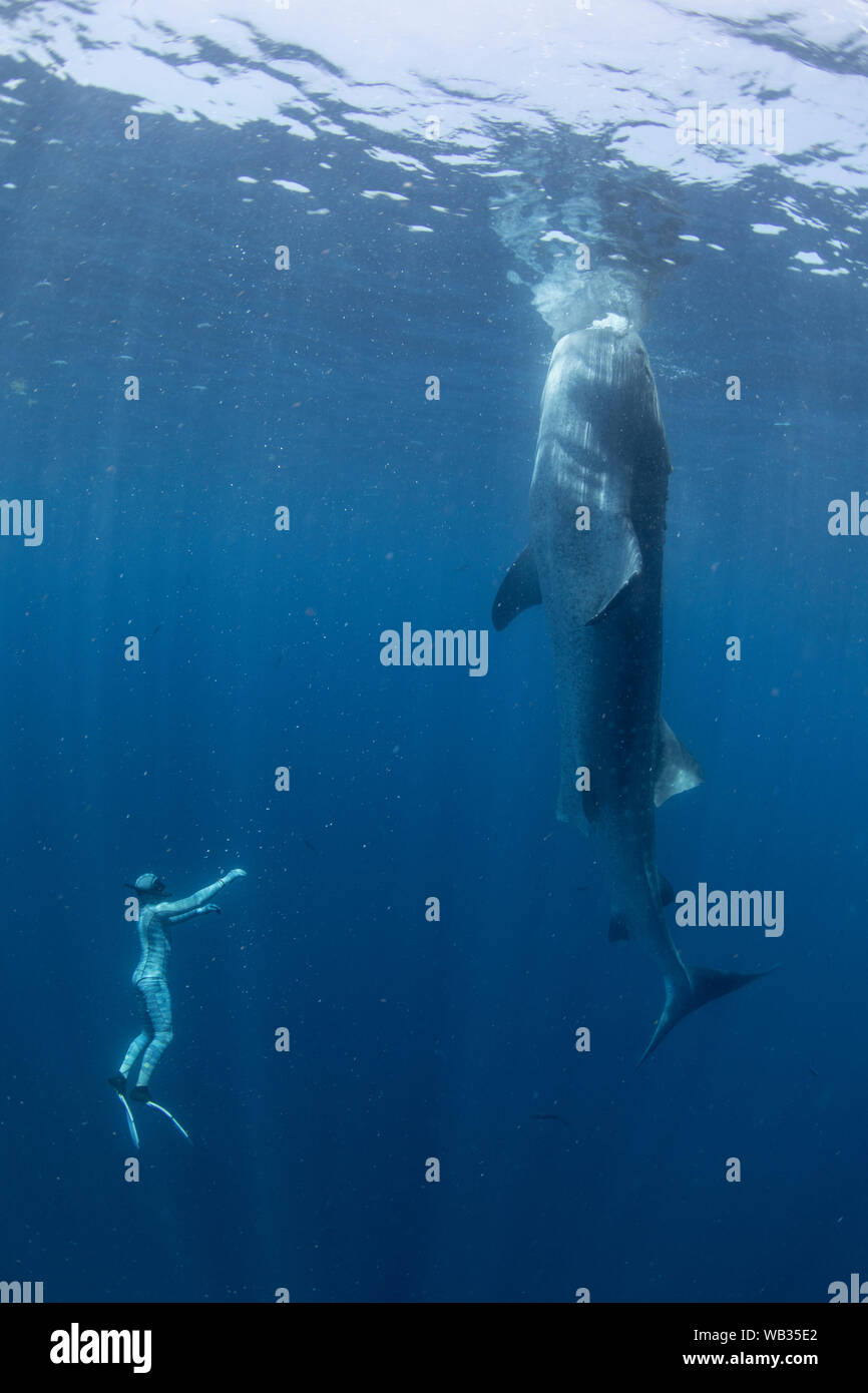 Whaleshark verticale di alimentazione (la botella) con snorkeler, Isla Mujeres, Messico Foto Stock