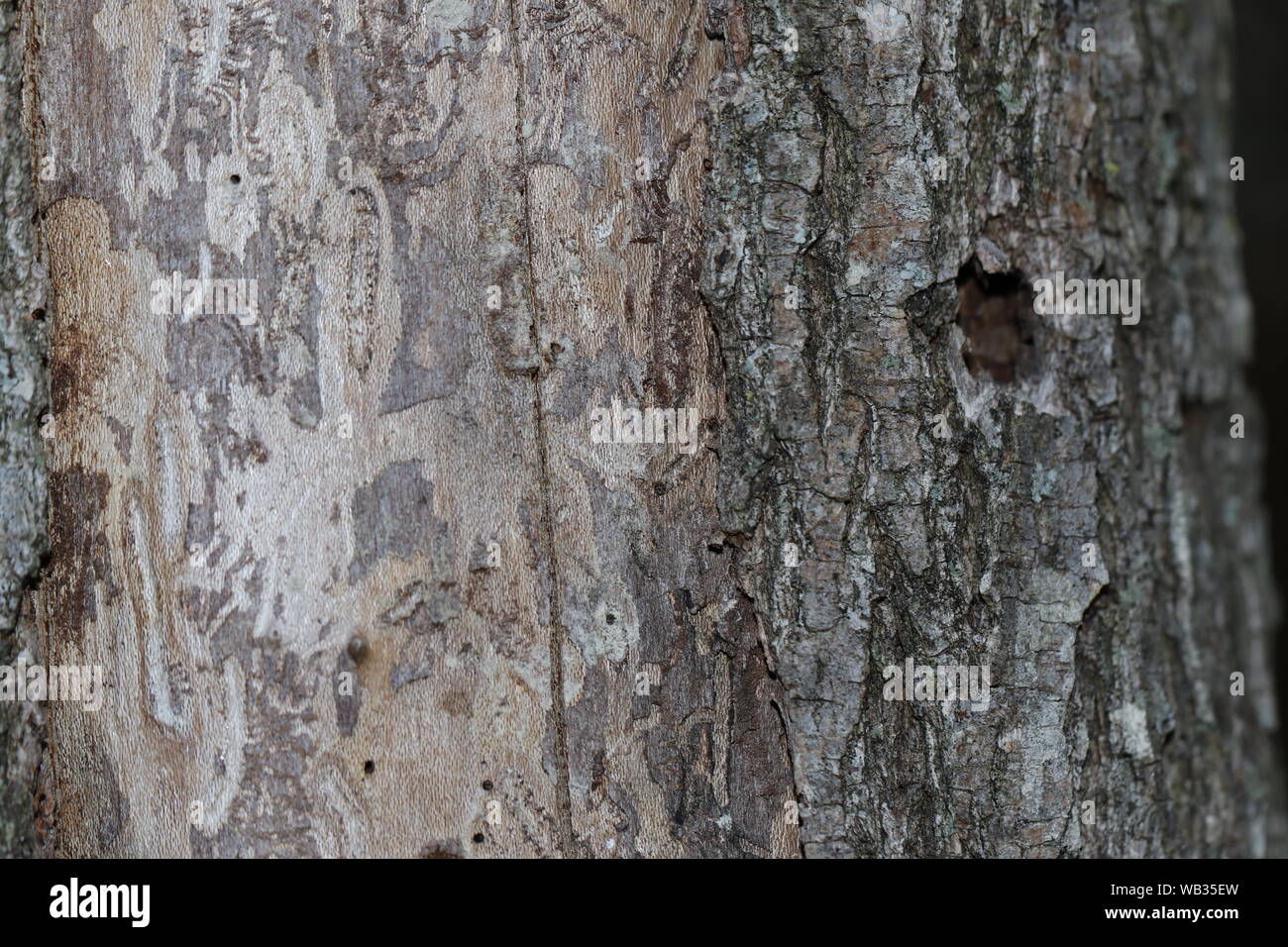 La corteccia di un albero di olmo latino ulmus o frondibus ulmi mostrante l'inizio della malattia dell'olmo olandese chiamato anche grafiosi del olmo causato da un coleottero ed un fungo Foto Stock