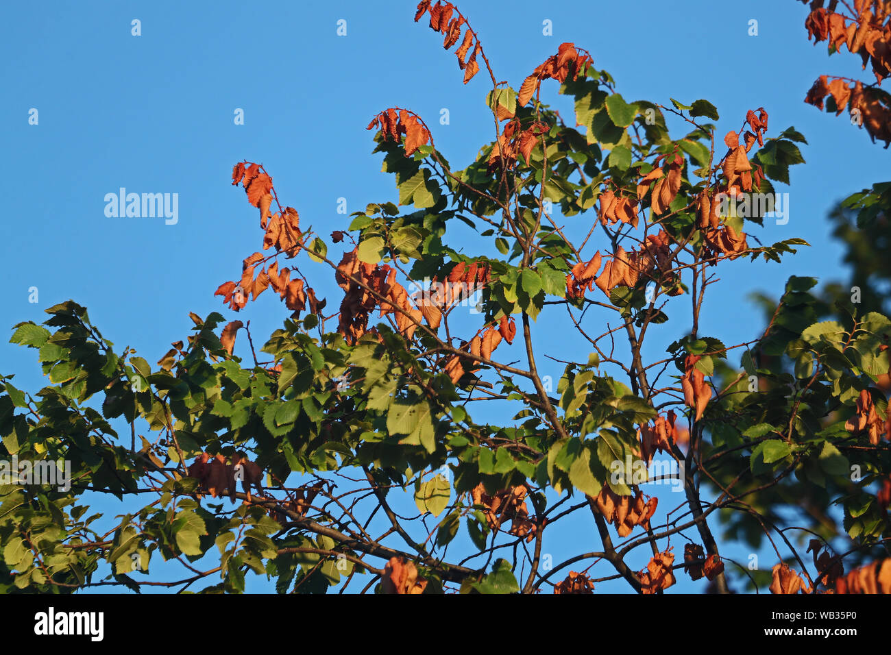 Foglie su un morente elm tree latino ulmus o frondibus ulmi affetti da malattia dell'olmo olandese chiamato anche grafiosi del olmo in Italia Foto Stock