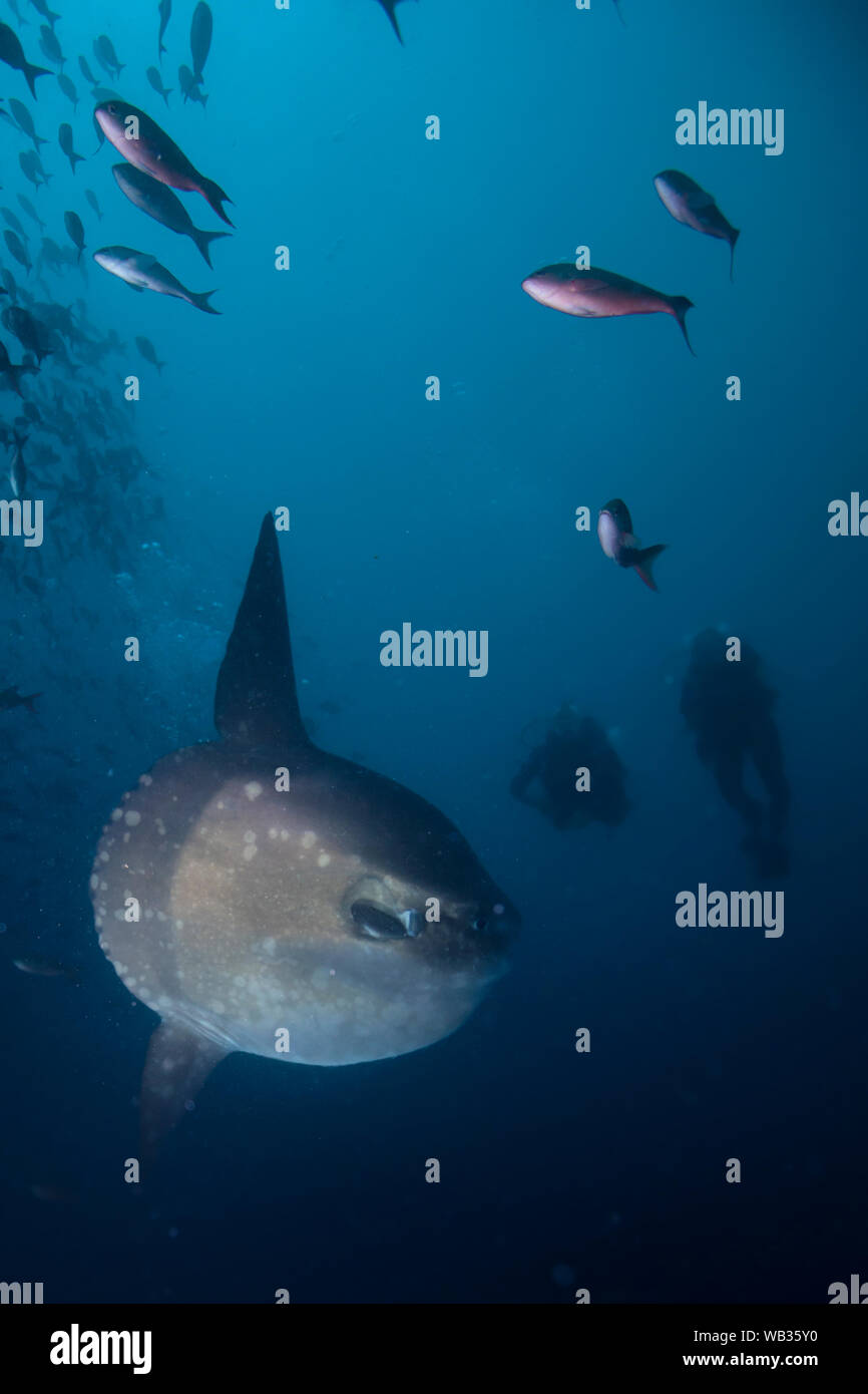 Un Sunfish o Mola mola nuotate lungo una parete come due subacquei osservare Foto Stock