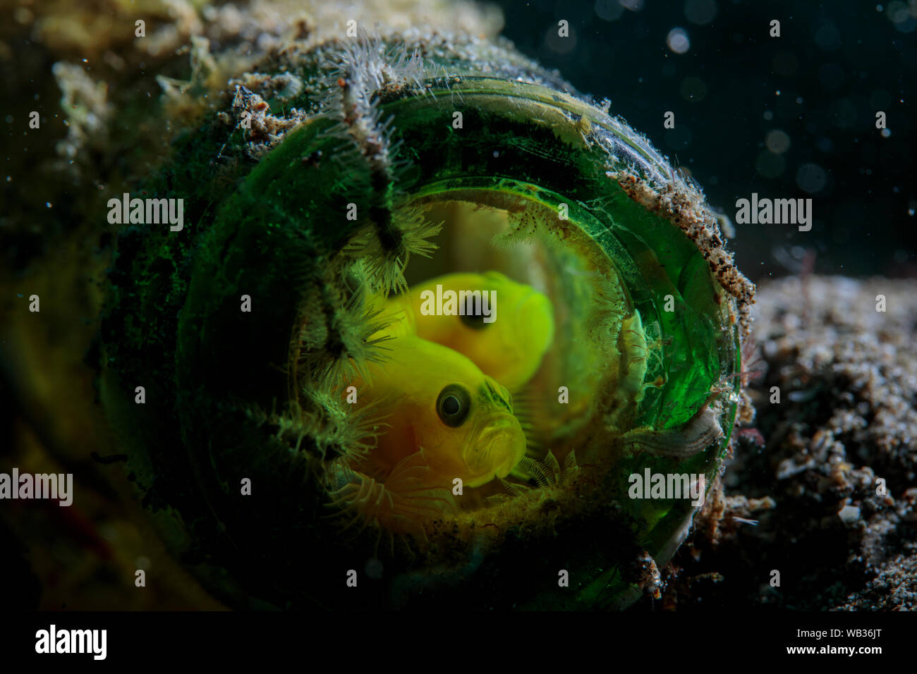 Una coppia di limone ghiozzi coetanei fuori da un verde bottiglia Foto Stock