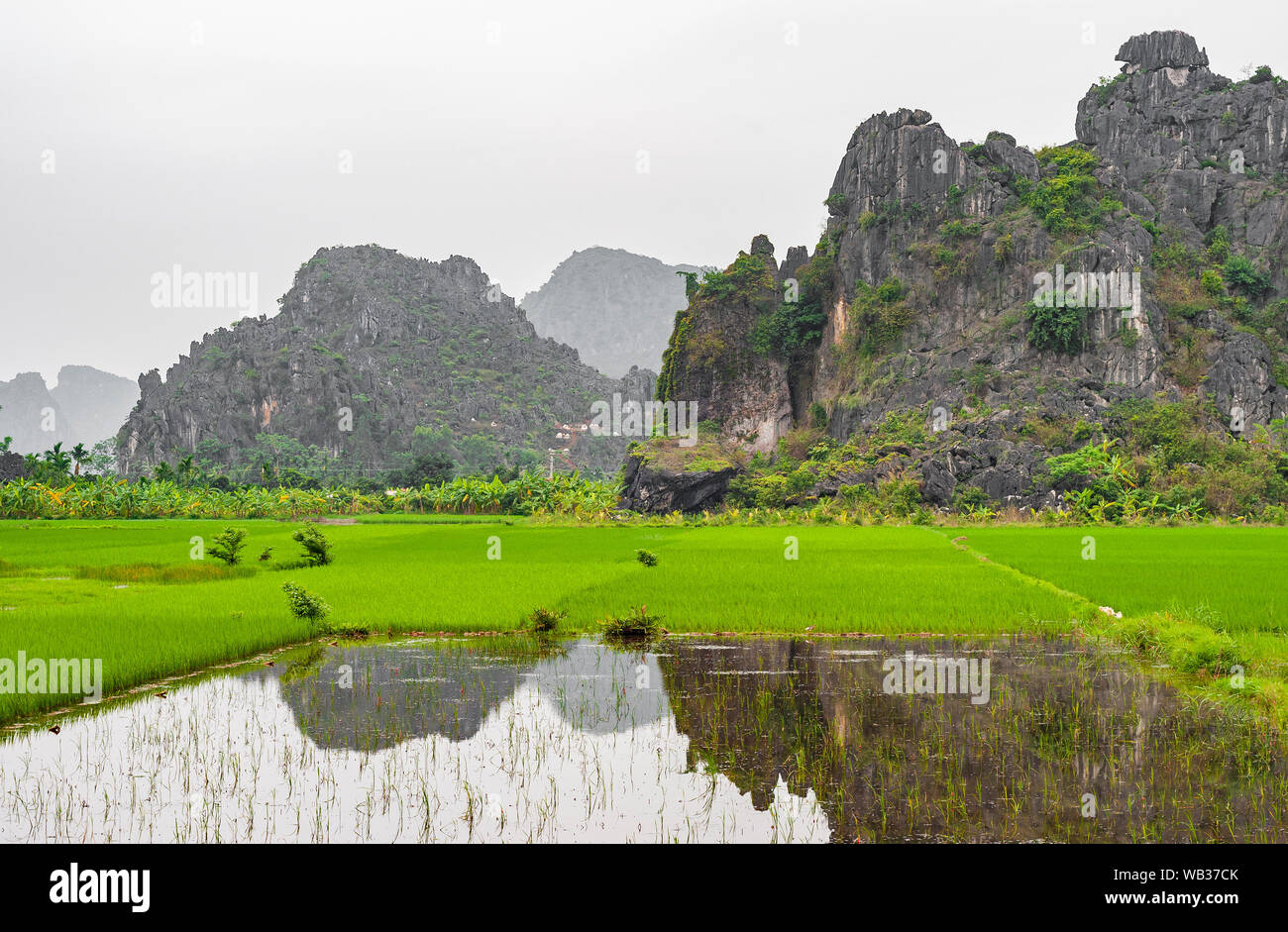 Il Majestic risone agricoltura campi di Hoa Binh nel tra il Carso geologico formazioni rocciose nei pressi di Hanoi, Vietnam del Nord. Foto Stock