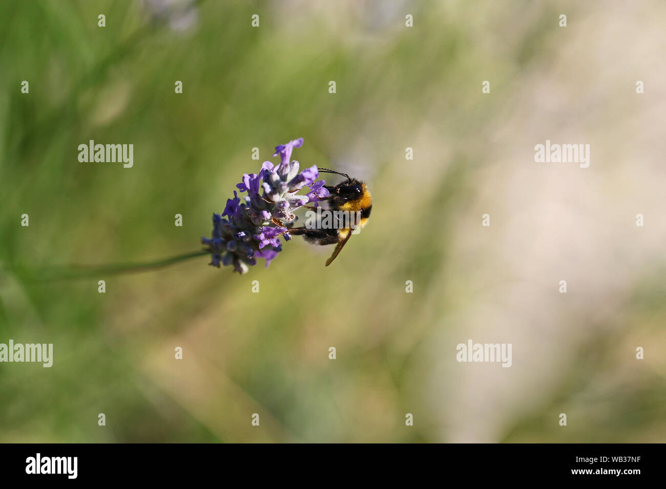 White Tailed Bumble Bee o bumblebee latino bombus lucorum simile a bombus terrestris famiglia apidae alimentazione su una boccola di lavanda in estate in Italia Foto Stock
