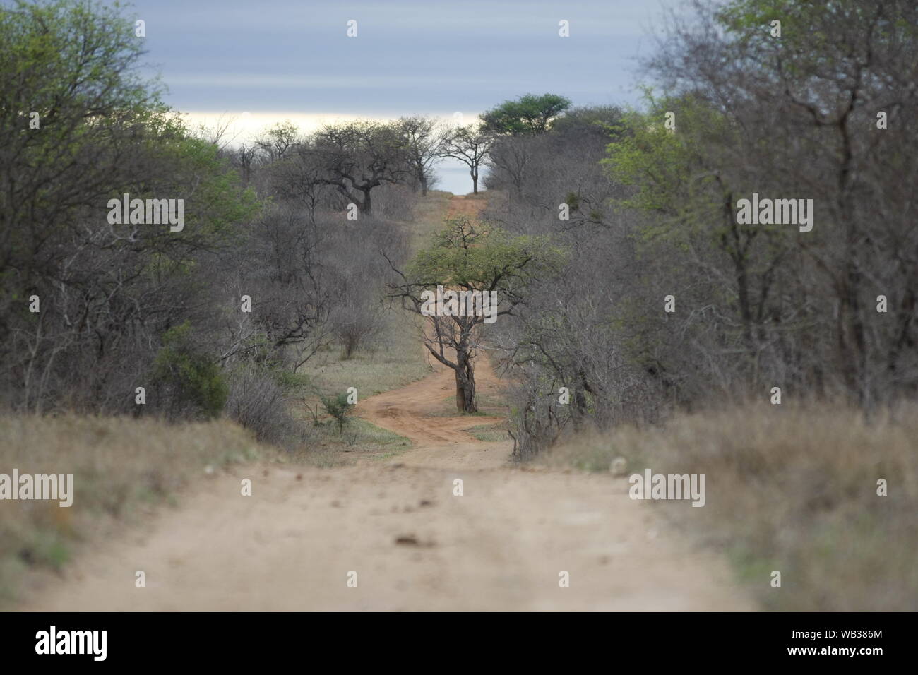 Krueger National Park in Sud Africa Foto Stock
