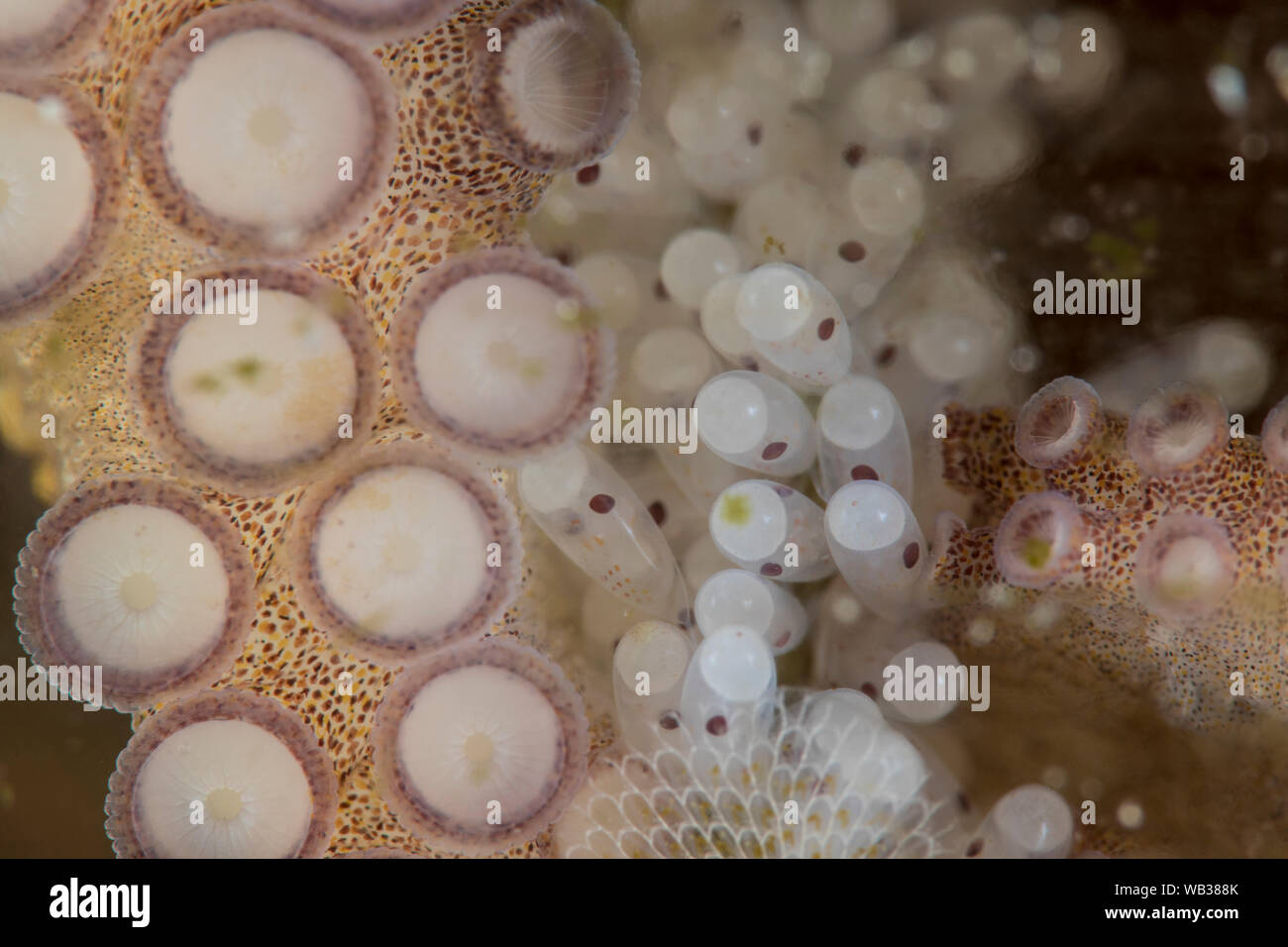 Il polpo con tentacoli e uova, airone cenerino ponte Florida Foto Stock