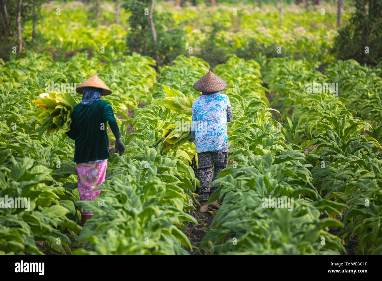 Le persone che lavorano in azienda di tabacco sull isola di Lombok, Indonesia. Foto Stock