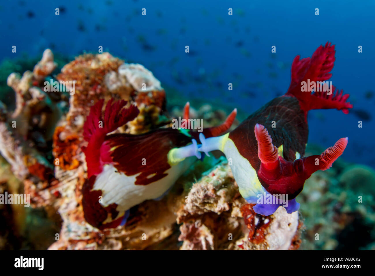 Accoppiamento Anilao nudibranch Filippine Foto Stock