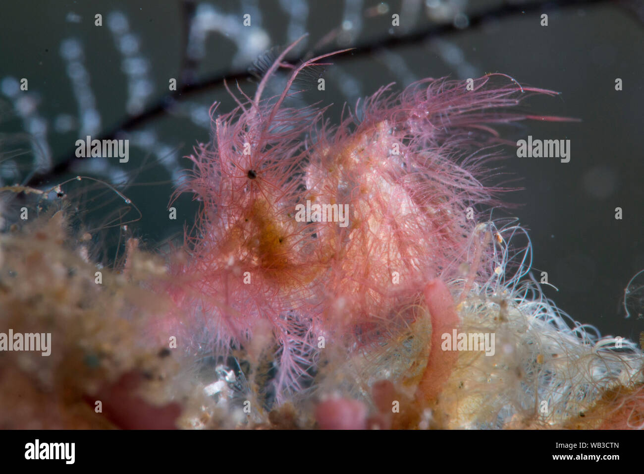 Tiny Hairy gambero con uova in stoppa, Super Macro, Anilao Filippine Foto Stock