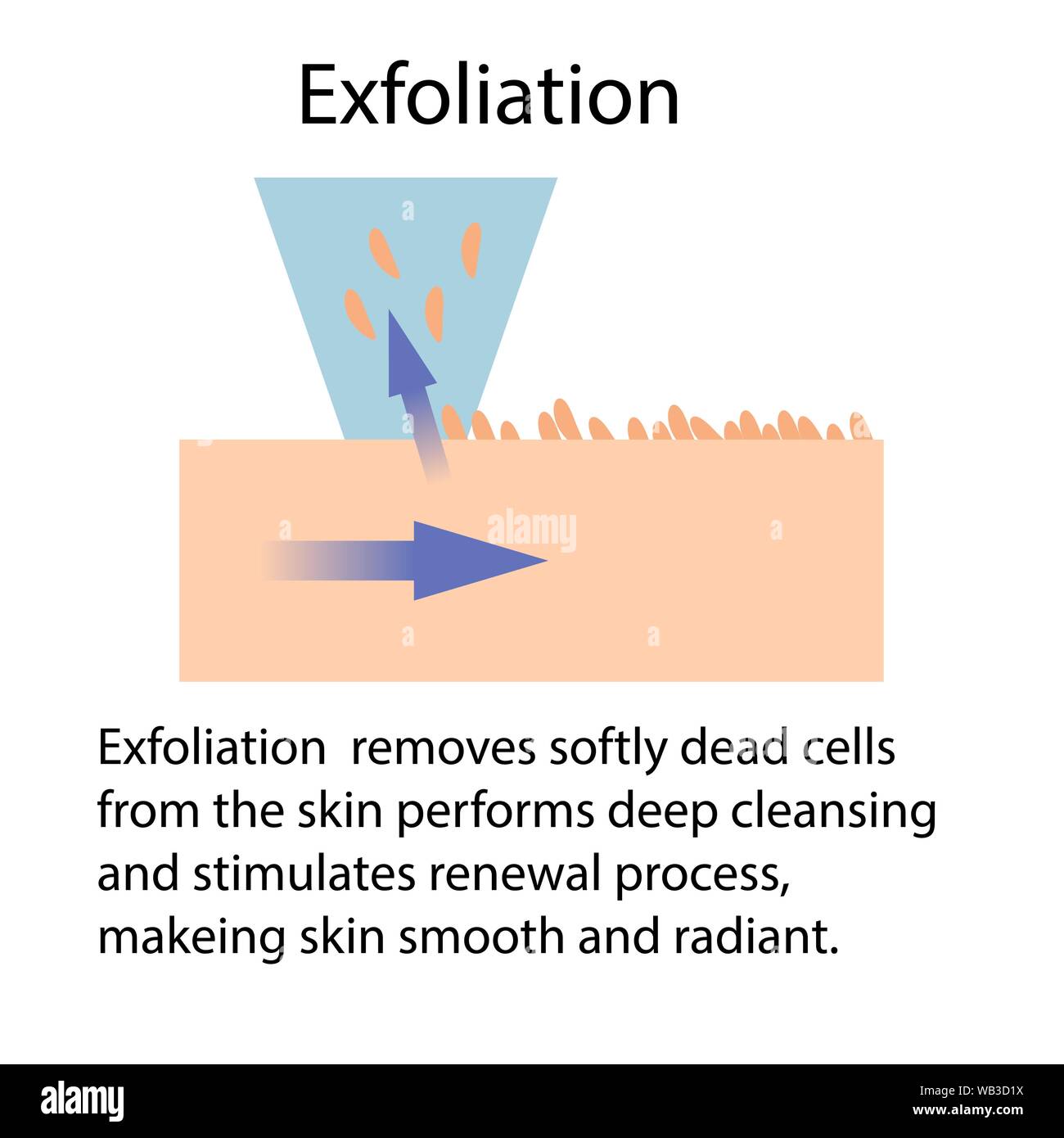 Esfoliazione o Peeling, illustrazione di vettore isolato su sfondo bianco con le frecce Illustrazione Vettoriale