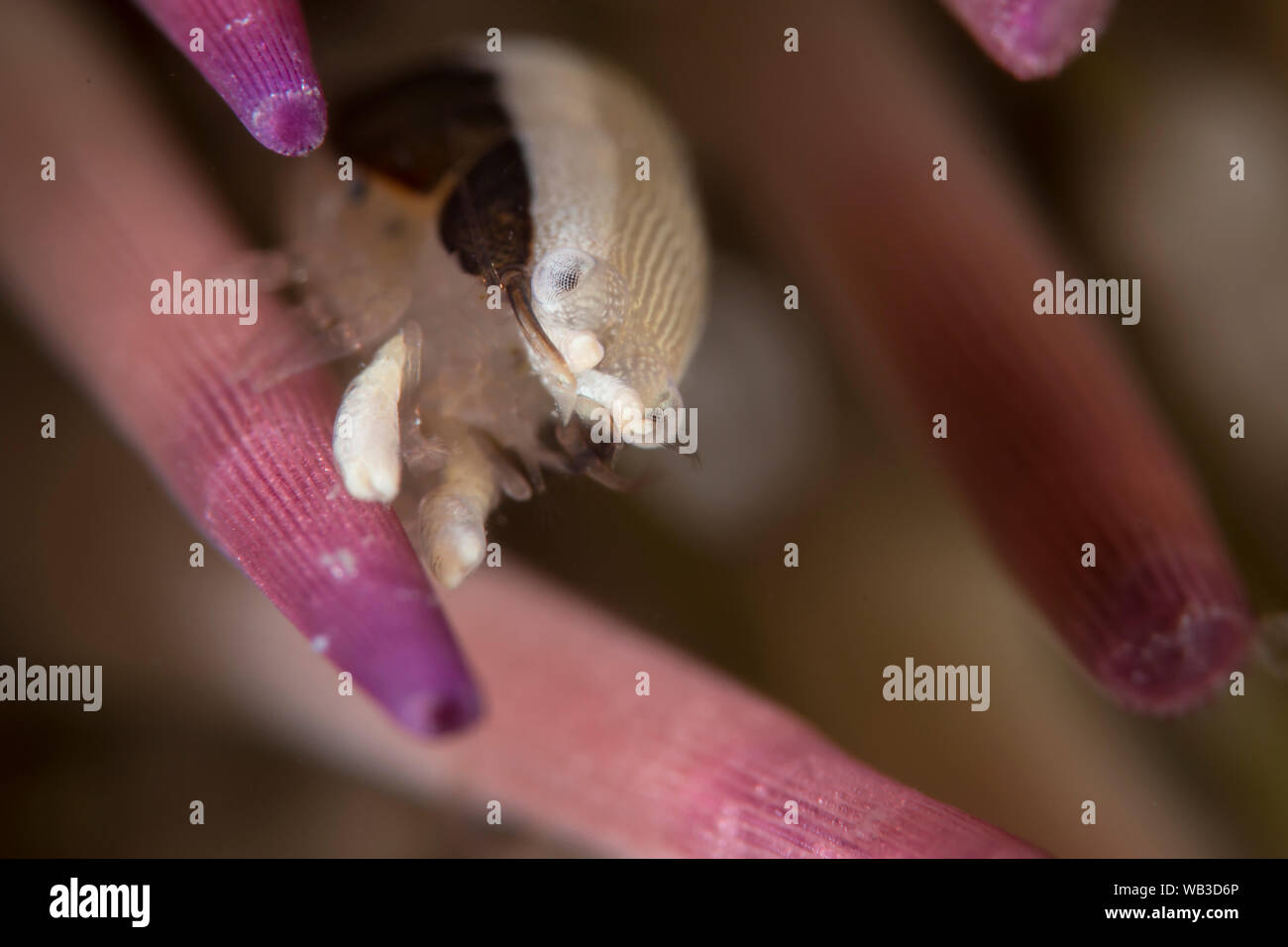 Scugnizzo Bumblebee gamberetti in posa sul variegato Urchin, presso Airone cenerino Bridge Foto Stock