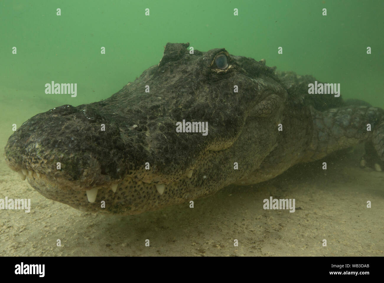 Da vicino e personale con la Florida Alligator Foto Stock