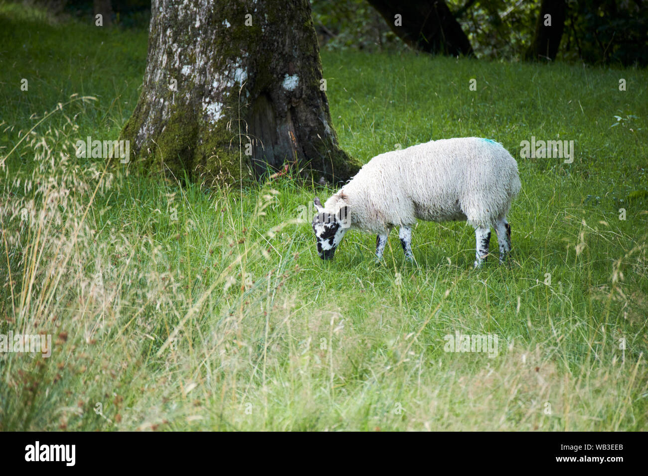 Unico cadde ruvida pascolo di ovini in hill country parco nazionale del distretto dei laghi, England, Regno Unito Foto Stock