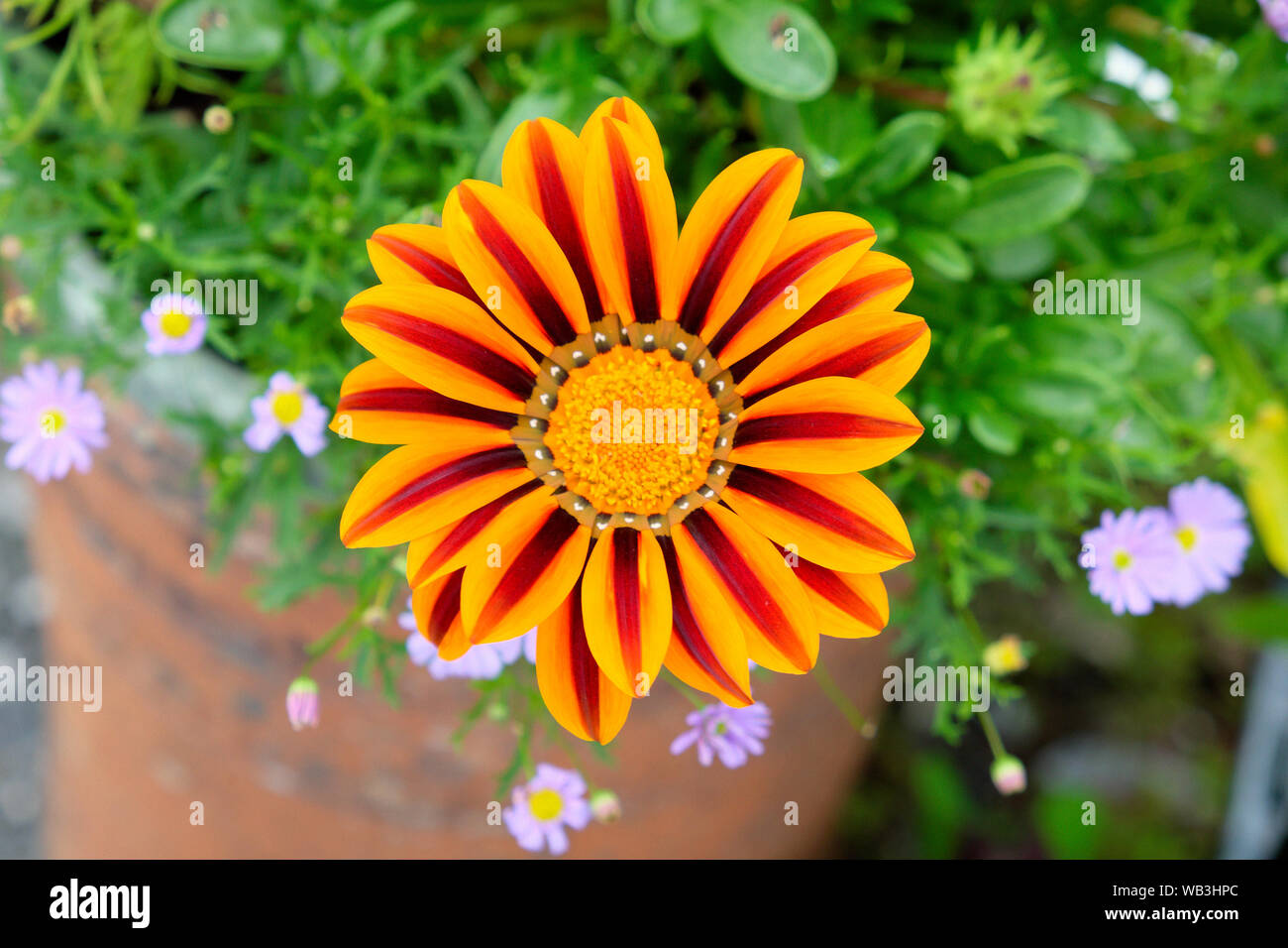 Gazania regens fiore vicino la vista superiore di colore arancione e rosso striato petali di striscia che cresce in giardino in Carmarthenshire Wales UK KATHY DEWITT Foto Stock