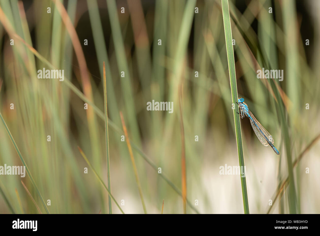 Blu protetto colorato stile dragonfly siede su un filo d'erba. Nome latino coenagrion mercuriale. Foto Stock