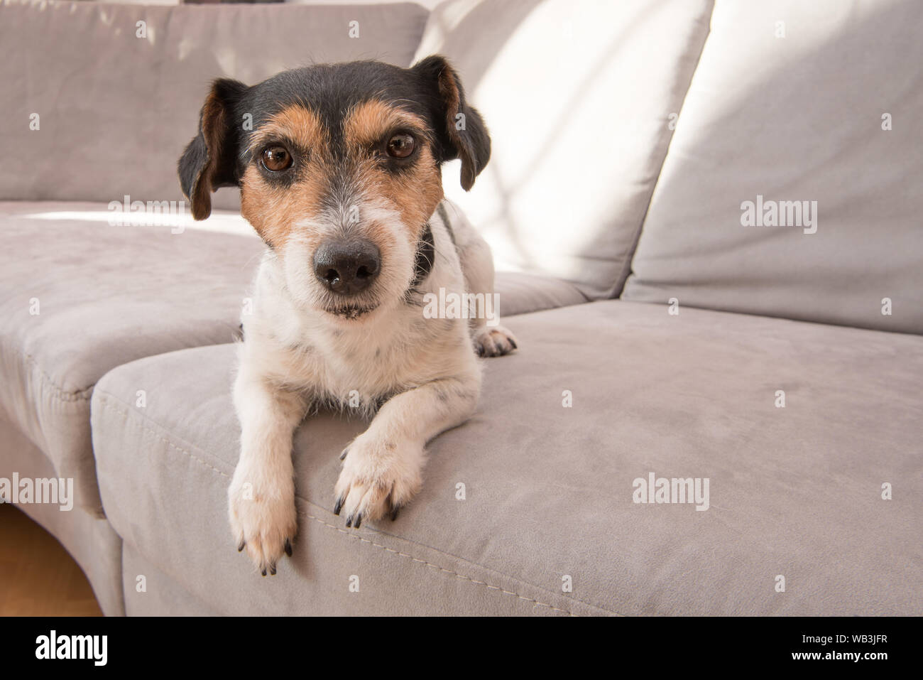 Little Jack Russell Terrier cane giace su un divano grigio. Egli è attento e concentrato e guarda nella telecamera Foto Stock