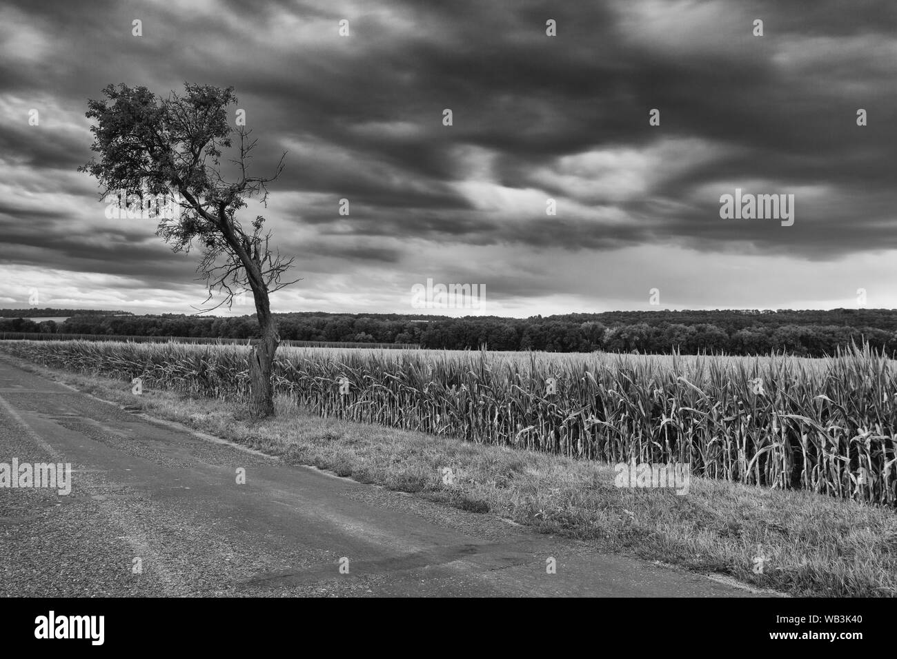 Sulla strada vuota tra i campi prima della raccolta a tramonto spettacolare, Repubblica Ceca Foto Stock