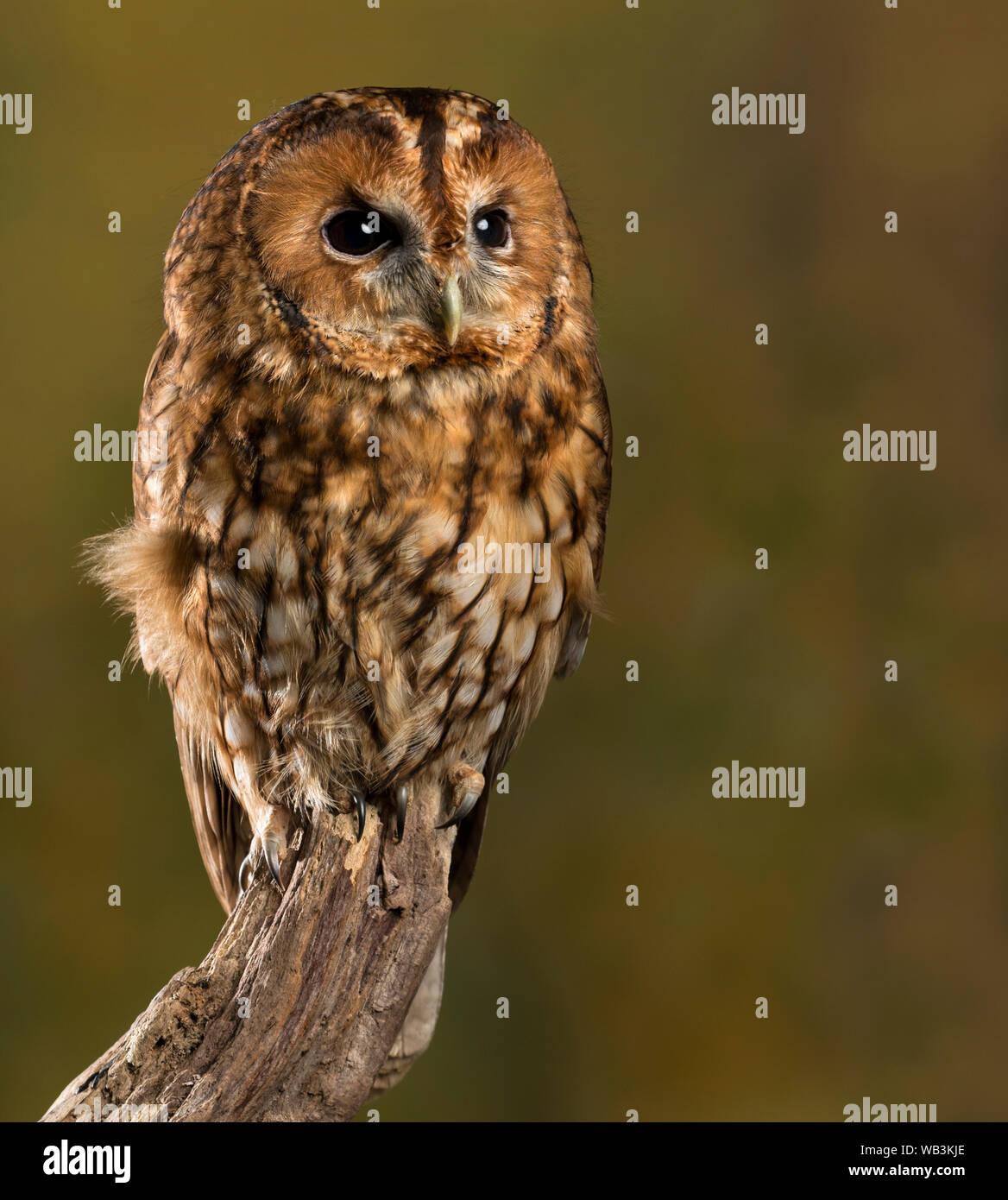 Gufo Tawny Foto Stock