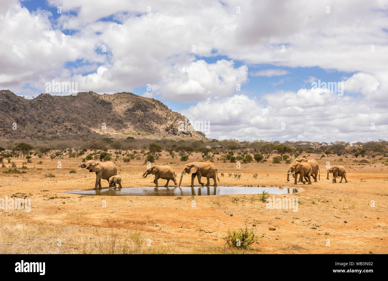 Branco di elefanti africani sulle pianure di Savannah a Tsavo East Park, Kenya Foto Stock