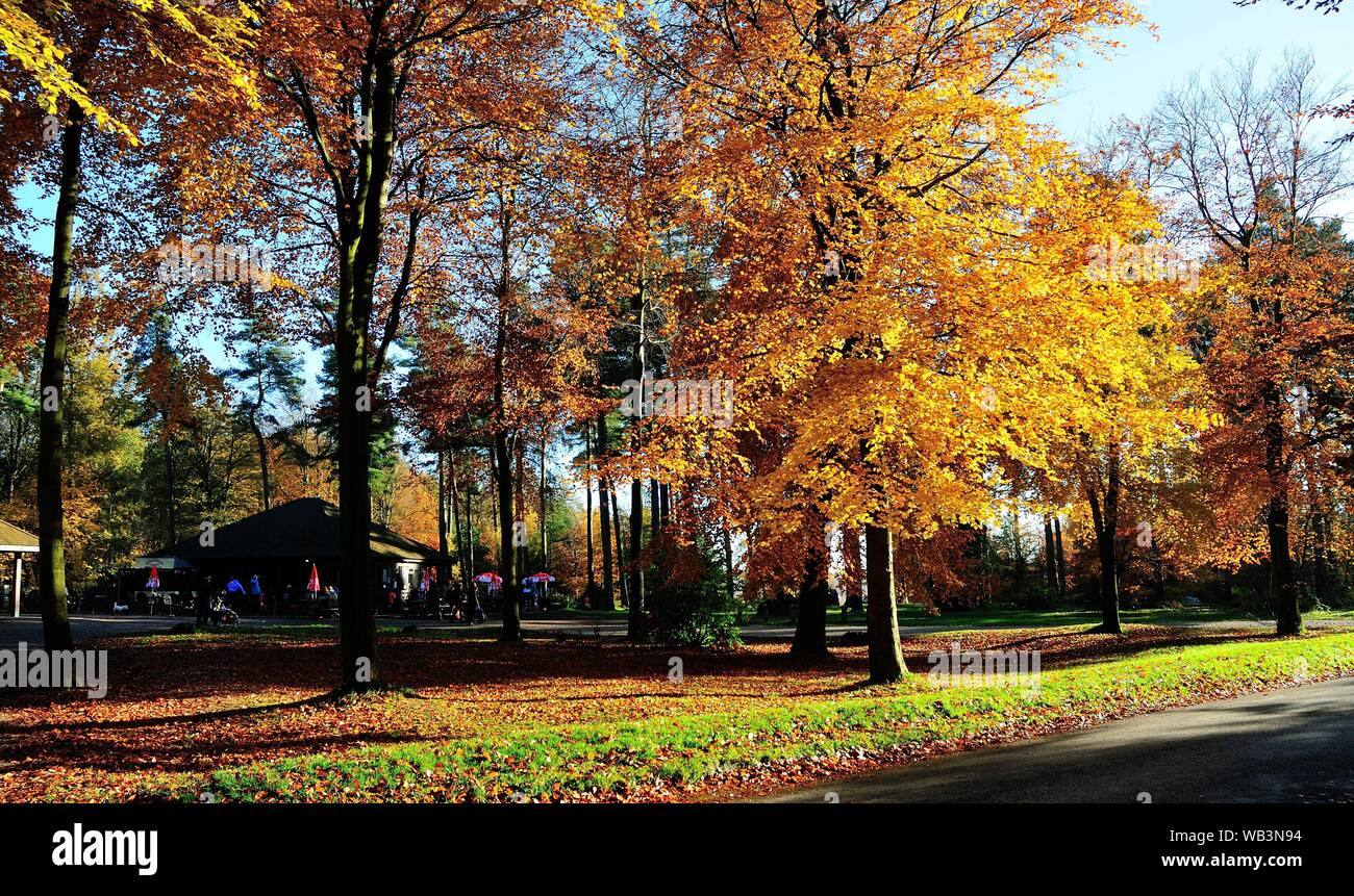 Vista autunnale di Wendover boschi con centro visitatori Foto Stock