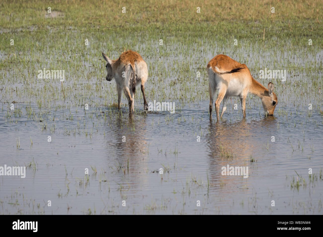 Due Red Lechwe Waterbuck antilopi nel Moremi Game Reserve, Okavango Delta, Botswana Foto Stock