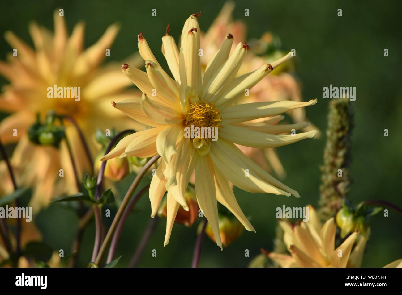 Cactus giallo-dahlia nel suo fiore tardo Foto Stock