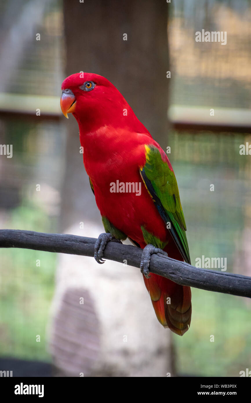 Red Parrot popinjay con verde giallo e blu piume parafango Foto Stock
