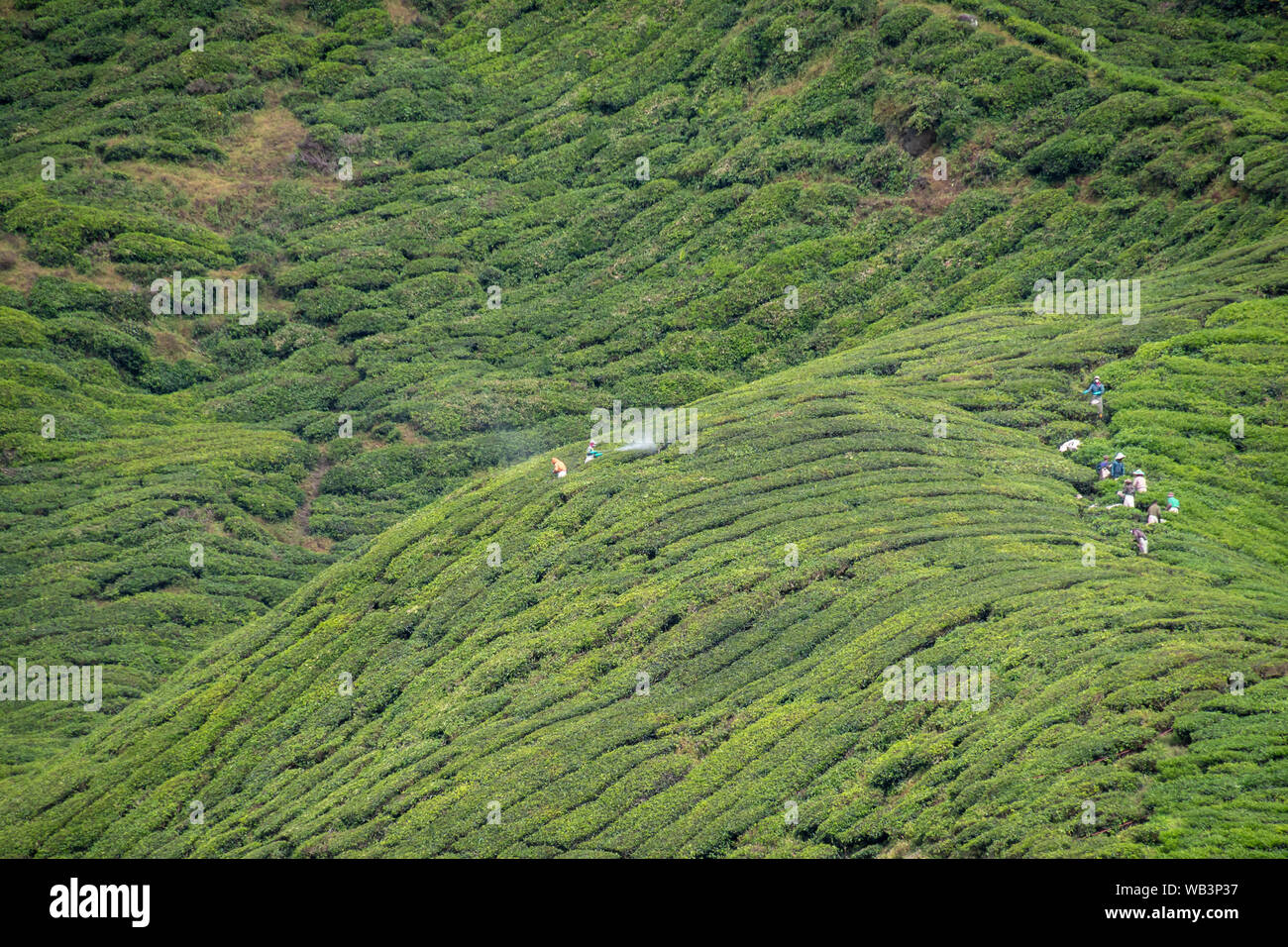 Lavoratori presso la piantagione di tè la raccolta di foglie di tè e la spruzzatura fungicida Foto Stock