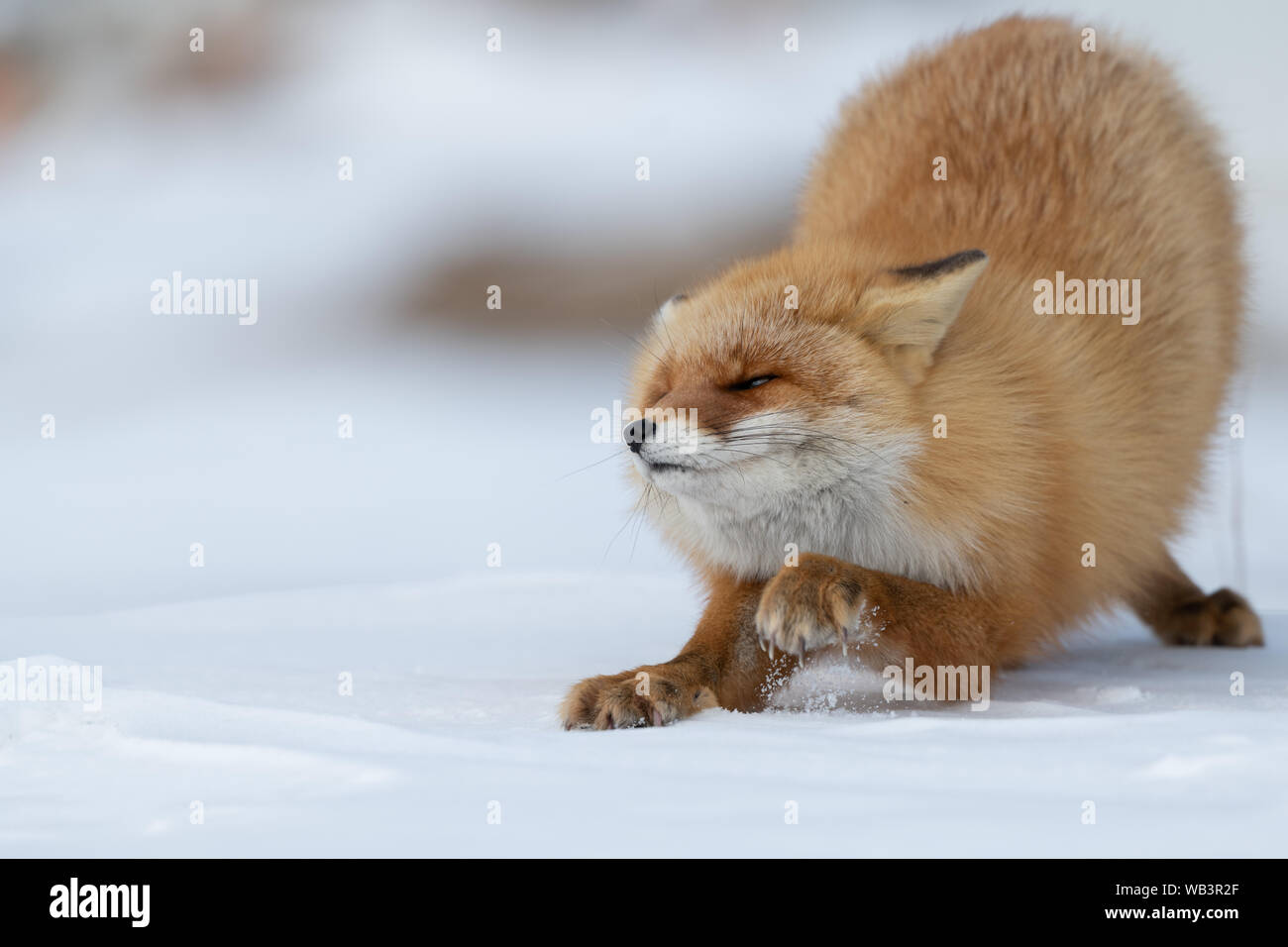 Tenetevi pronti a saltare su un casuale snack Foto Stock