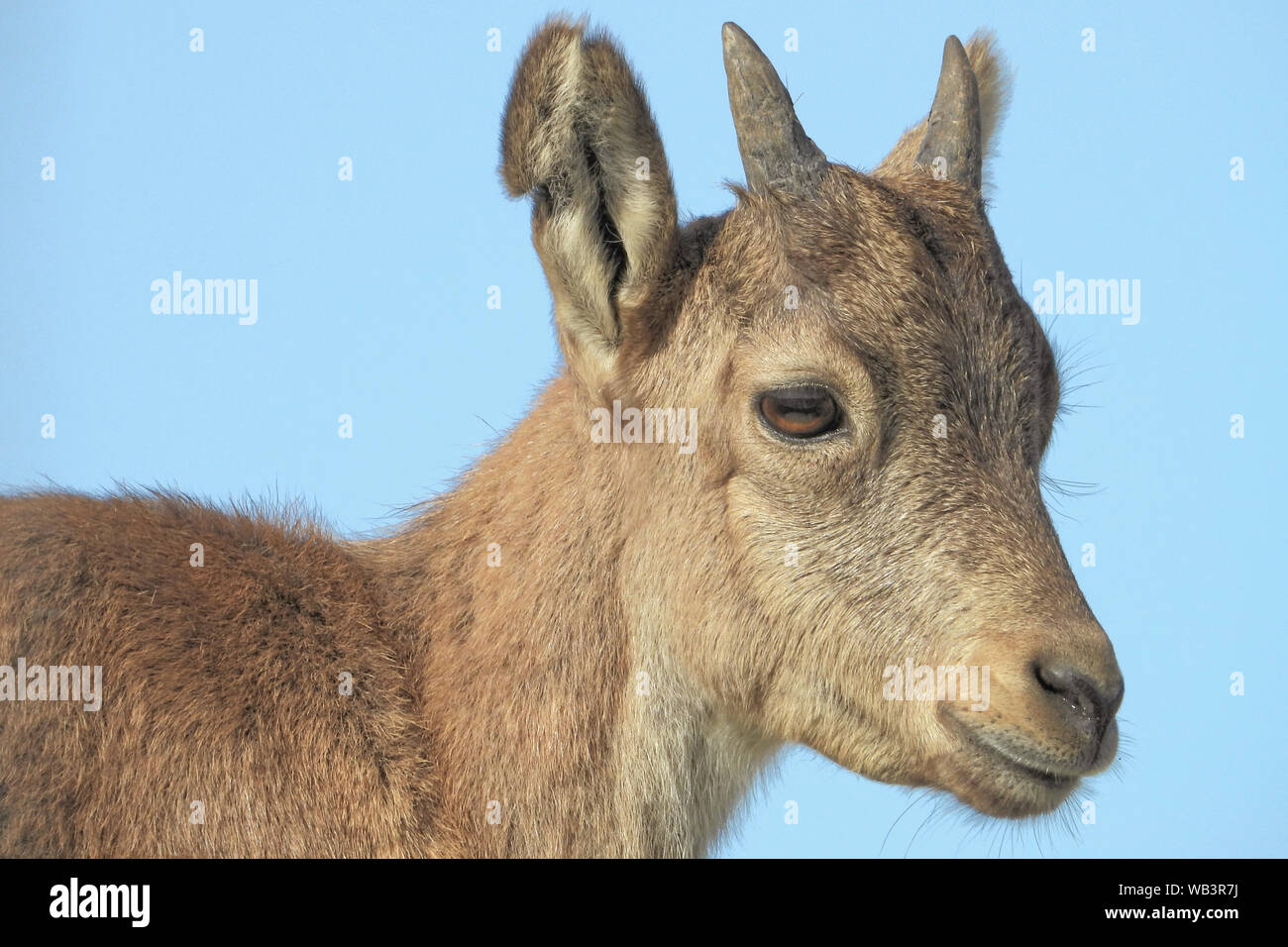 Ibex Nubiano (Capra nubiana) è un deserto-capra dimora delle specie che si trovano in zone di montagna. Foto Stock
