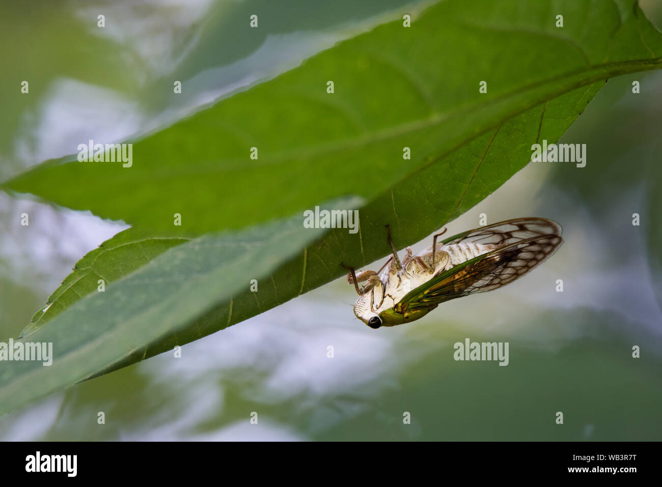 Una superba Dog-Day Cicala posatoi sulla parte inferiore di una foglia vicino al El Dorado stagni d'anatra in San Antonio, Texas. Foto Stock