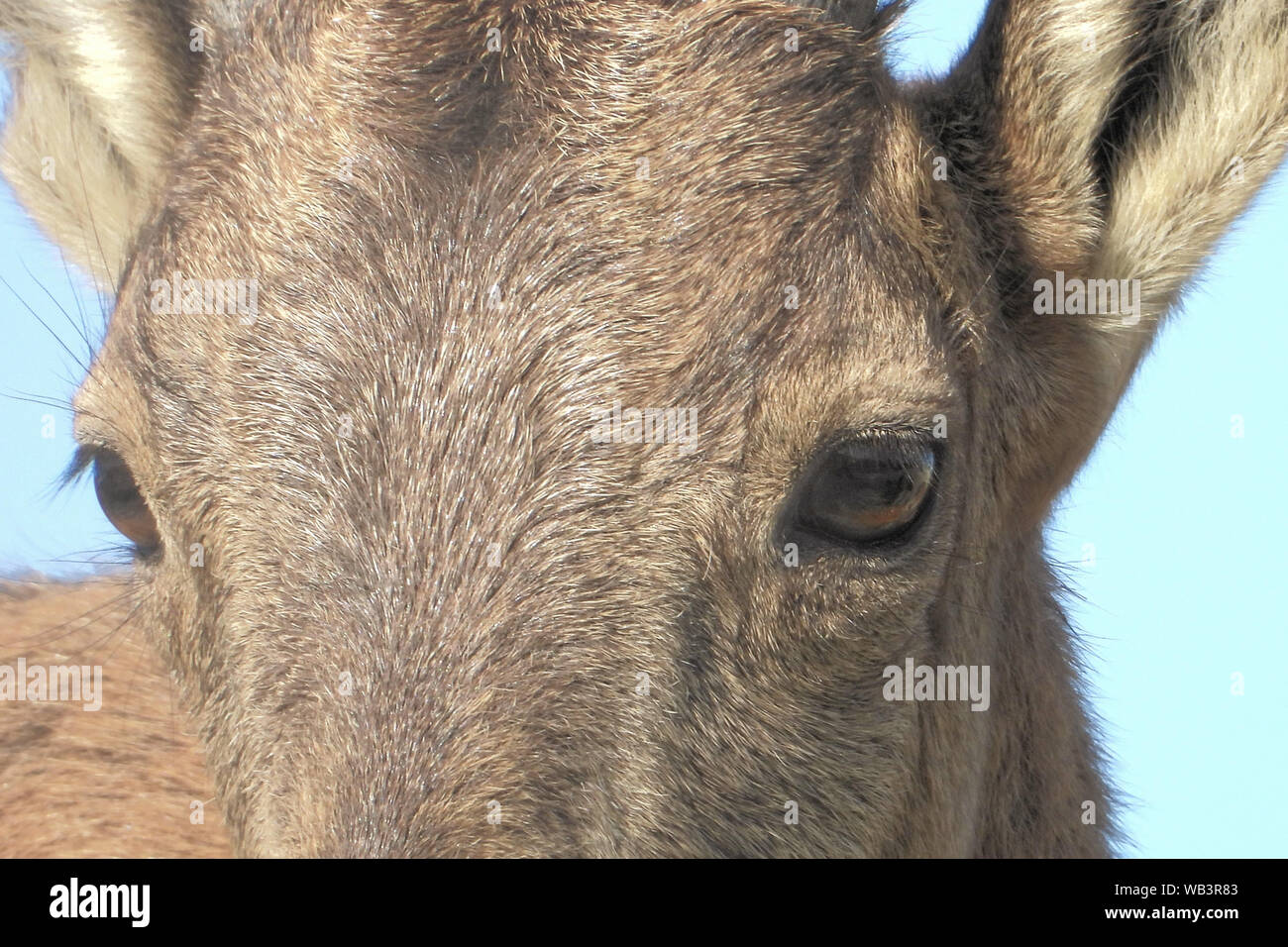 Ibex Nubiano (Capra nubiana) è un deserto-capra dimora delle specie che si trovano in zone di montagna. Foto Stock