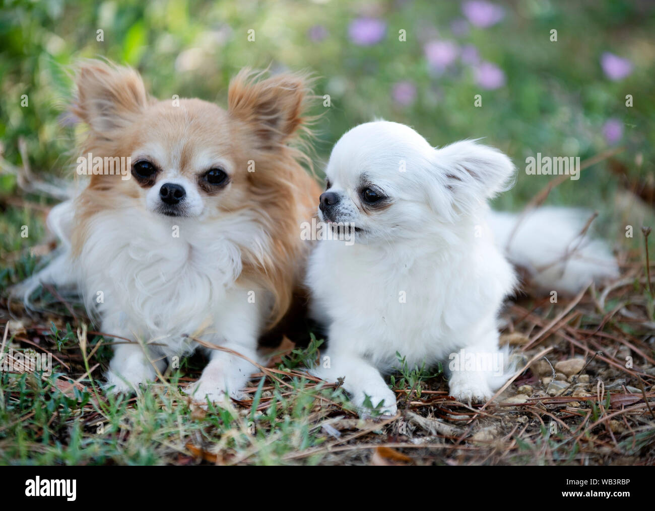 Poco chihuahua stabilite nella natura Foto Stock