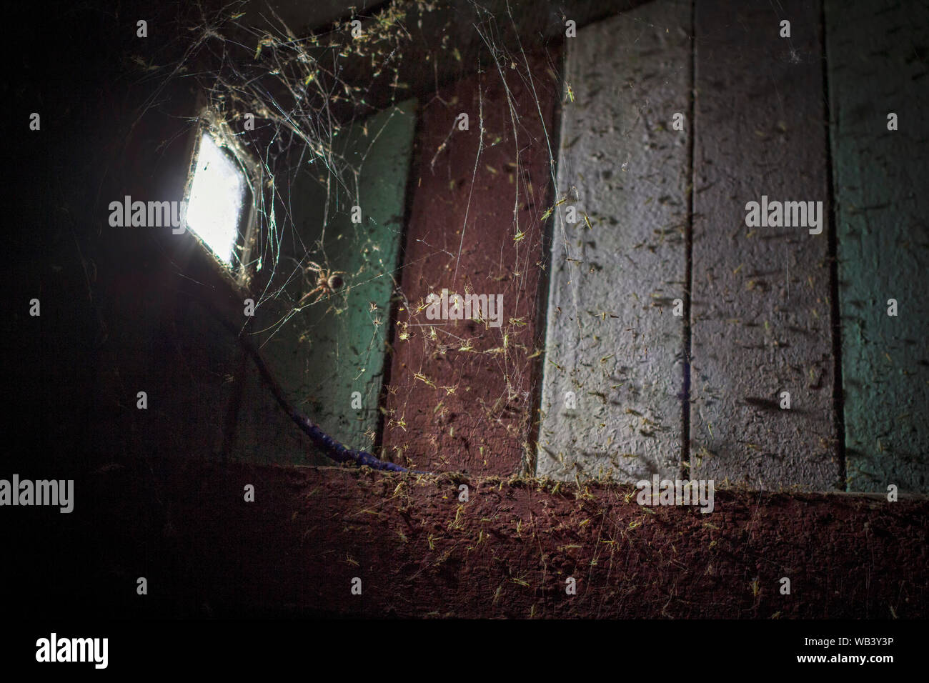 Spider Web con insetti nei pressi di luce della lampada Foto Stock