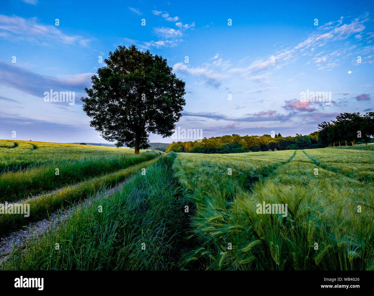 Campo verde di grano di orzo in primo piano con il percorso che conduce ad un unico albero con cielo molto nuvoloso in background, Schleswig-Holstein, Germania Foto Stock