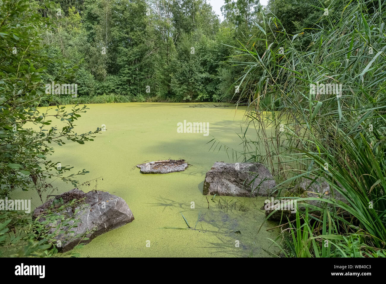 Estate di lenticchie d'acqua verde paesaggio di stagno. Estate lenti d'acqua vista dello stagno. Foto Stock