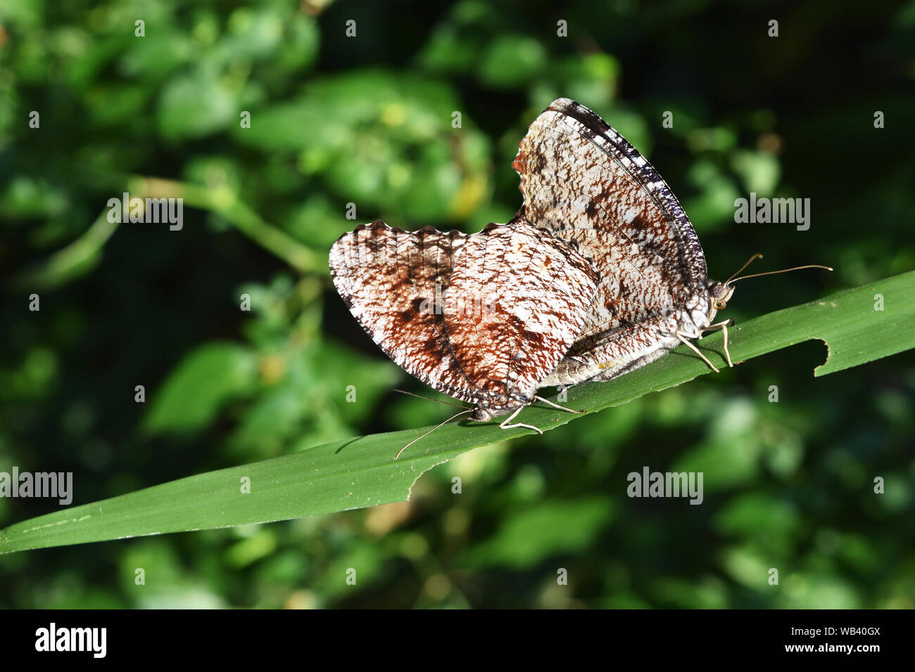 Tiger Palmfly butterfly , Elymnias nesaea , le farfalle sono coniugate a foglia verde , della Thailandia Foto Stock